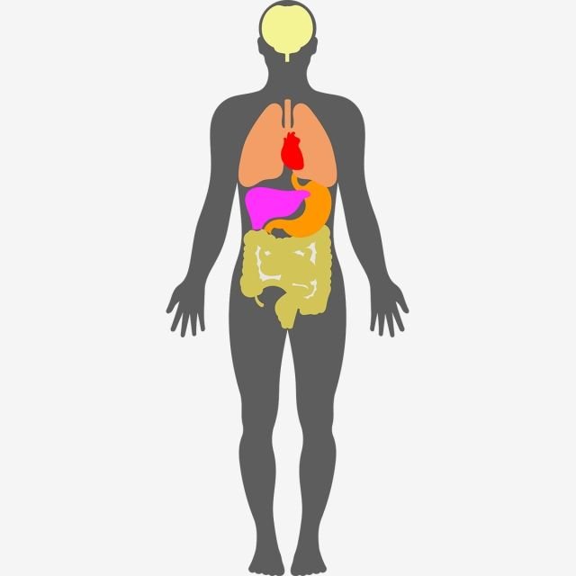 The Human Body