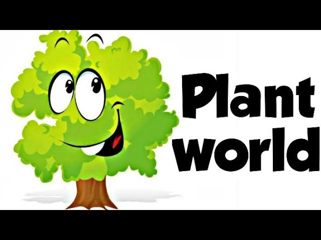The Plant World