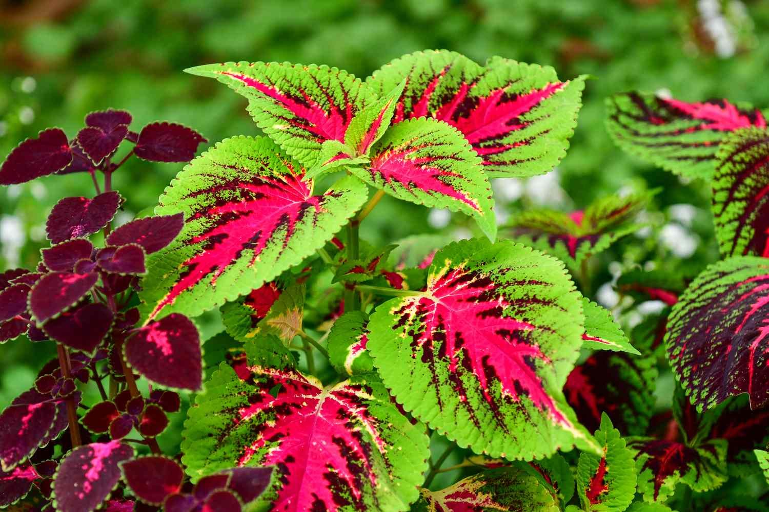 Plants